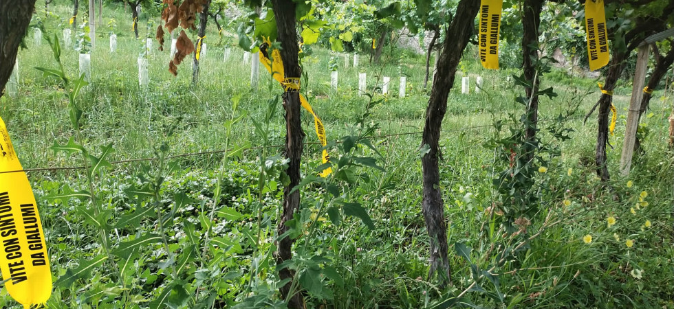 Flavescenza dorata, l'esperto: “Quest'anno partenza anticipata